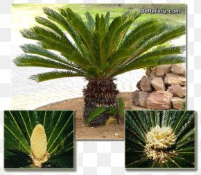 Coconut - Sago Palm Coconut Cycad Arecaceae PNG