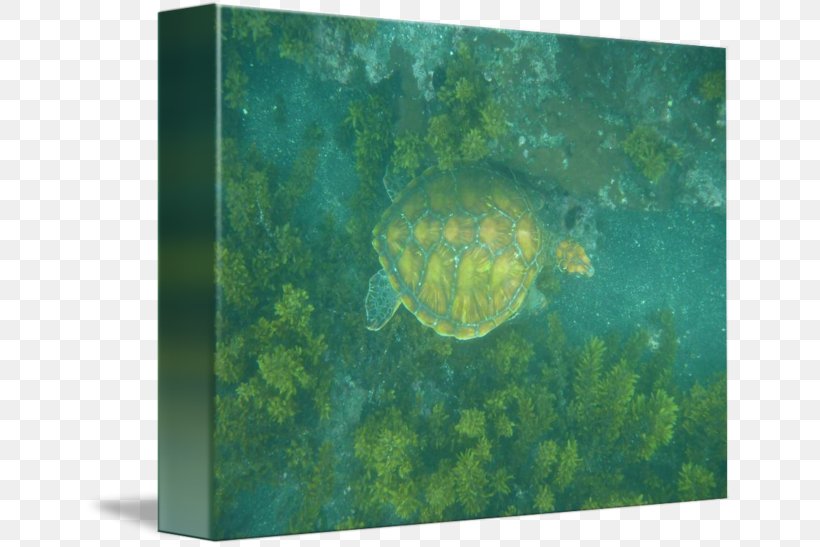 Sea Turtle Ecosystem Pond Turtles Marine Biology, PNG, 650x547px, Sea Turtle, Aqua, Biology, Ecosystem, Emydidae Download Free