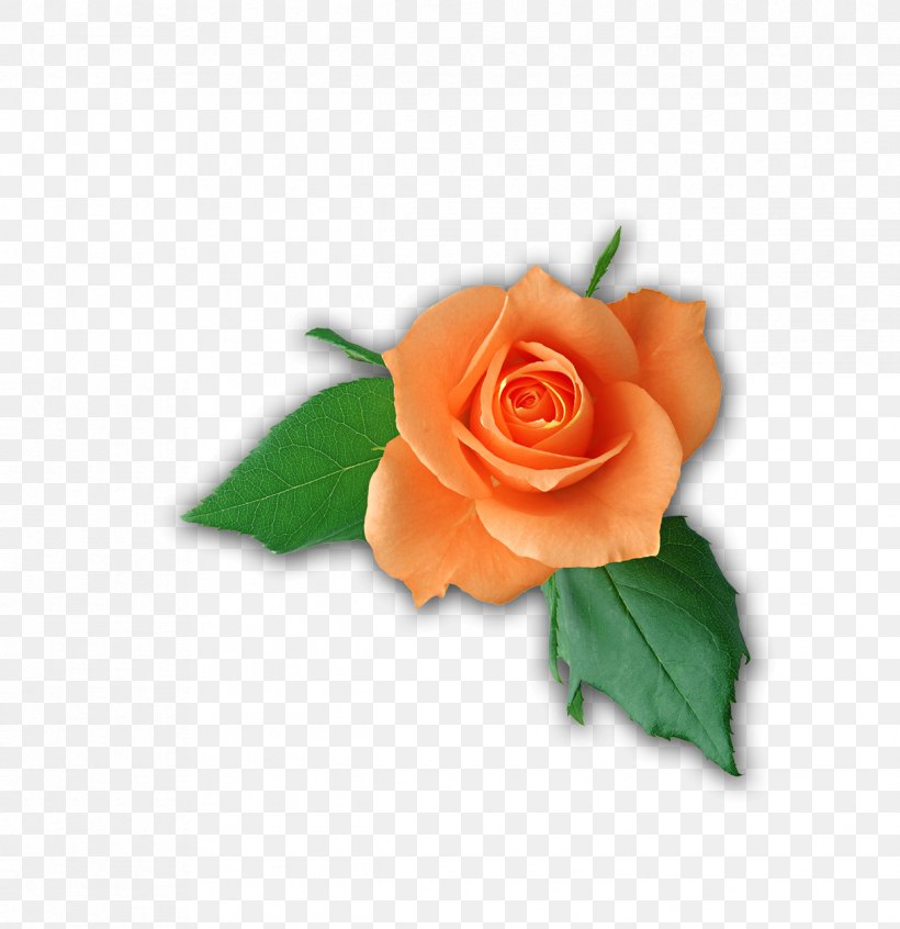 Yellow Flower Beach Rose Orange, PNG, 1218x1257px, Yellow, Beach Rose, Blue, Color, Cut Flowers Download Free