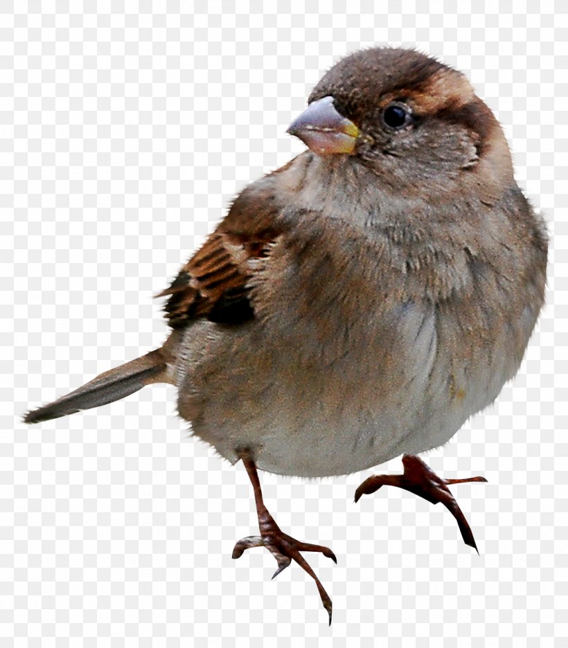 House Sparrow Clip Art Image, PNG, 1109x1266px, Sparrow, American Sparrows, Beak, Bird, Cartoon Download Free