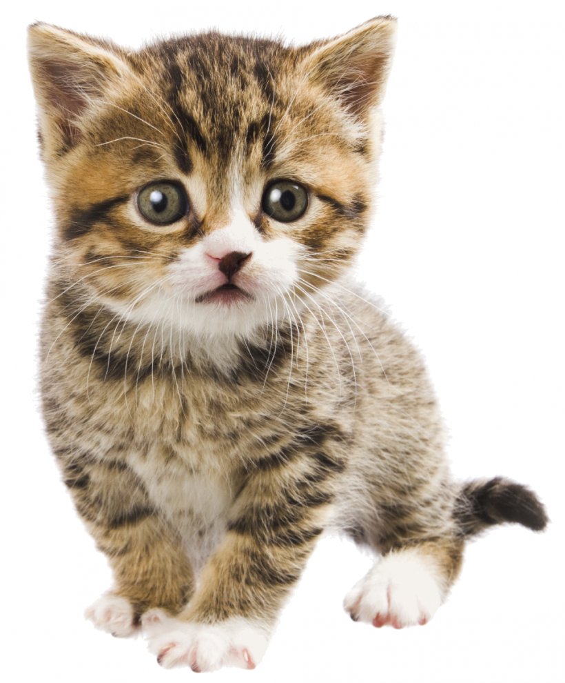 Kitten Persian Cat Companion Animal Hospital Pet Veterinarian, PNG, 957x1156px, Kitten, American Shorthair, American Wirehair, Animal, Asian Download Free