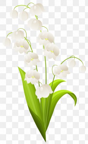 Lily Of The Valley Images Lily Of The Valley Transparent Png Free Download