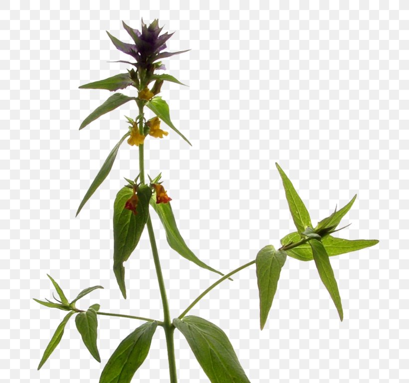 Melampyrum Figworts Seed Plants Plant Stem, PNG, 727x768px, Melampyrum, Encyclopedia, Family, Flower, Hemp Download Free