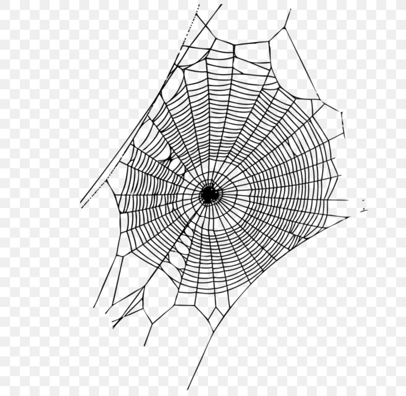 Spider Web Spider Silk Web Page, PNG, 800x800px, Spider, Arachnid, Area, Black And White, Drawing Download Free