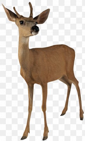 Animals - White-tailed Deer Mule Deer Barasingha Elk PNG