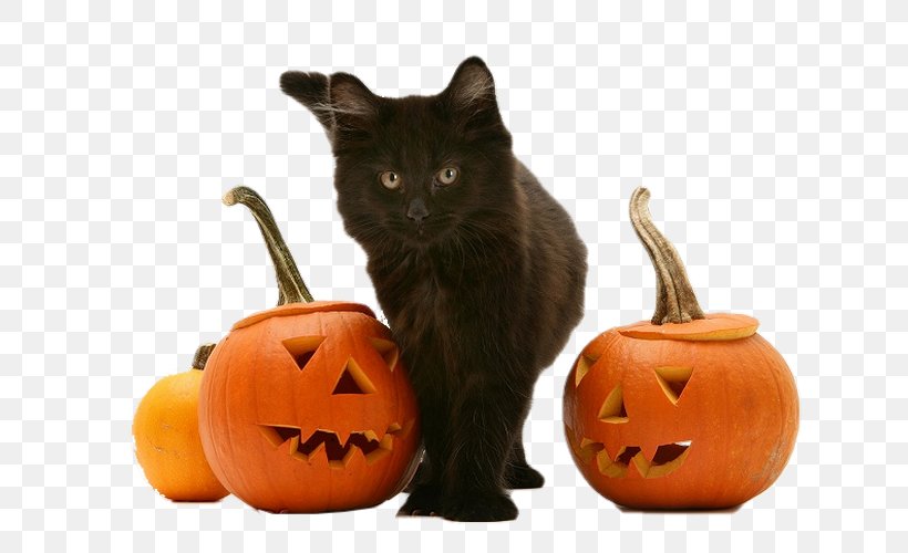 Black Cat Kitten Maine Coon Chartreux Whiskers, PNG, 658x500px, Black Cat, Breed, Calabaza, Carnivoran, Cat Download Free