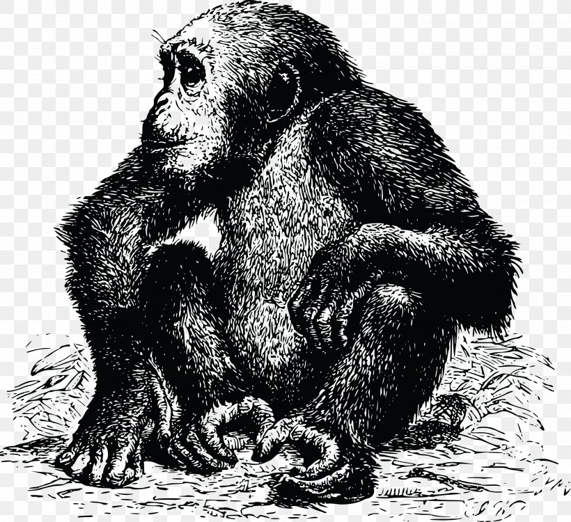 Chimpanzee Gorilla Ape, PNG, 4000x3662px, Chimpanzee, Animal, Ape, Black And White, Carnivoran Download Free