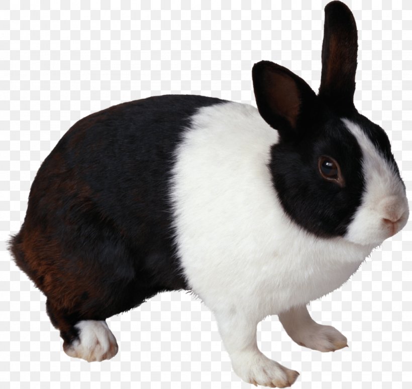 Domestic Rabbit Image Resolution Clip Art, PNG, 1024x968px, Rabbit, Cottontail Rabbit, Display Resolution, Domestic Rabbit, European Rabbit Download Free