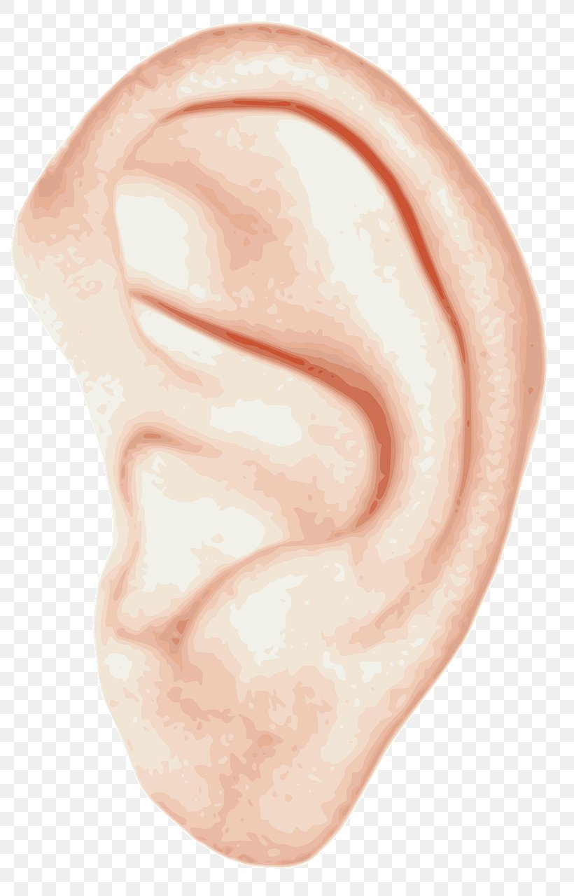 Ear Homo Sapiens Clip Art, PNG, 814x1280px, Watercolor, Cartoon, Flower, Frame, Heart Download Free