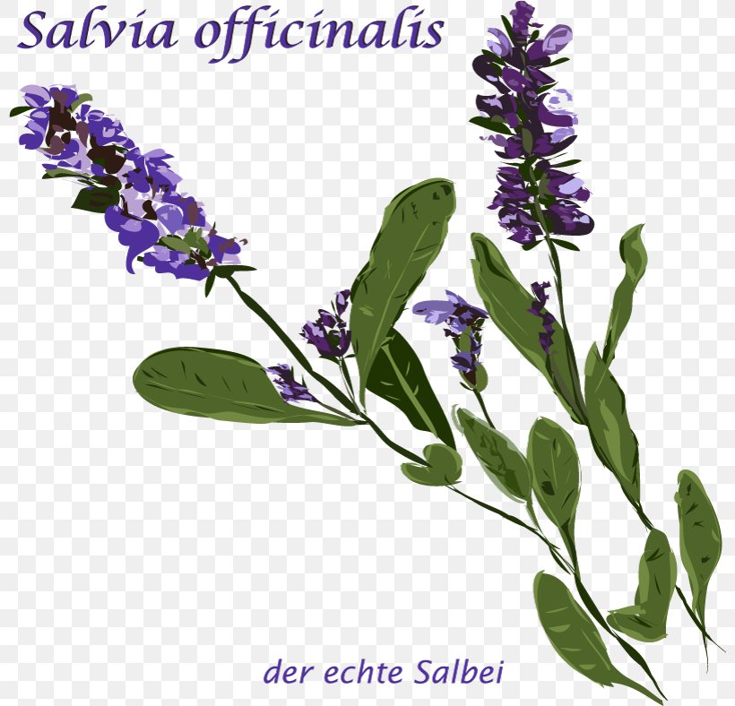 English Lavender Common Sage Herb Rosemary Thymes, PNG, 800x788px, English Lavender, Common Sage, Drawing, Drinking, Flower Download Free