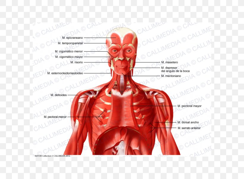 Intercostal Muscle Human Body Neck Muscular System, PNG, 600x600px, Watercolor, Cartoon, Flower, Frame, Heart Download Free
