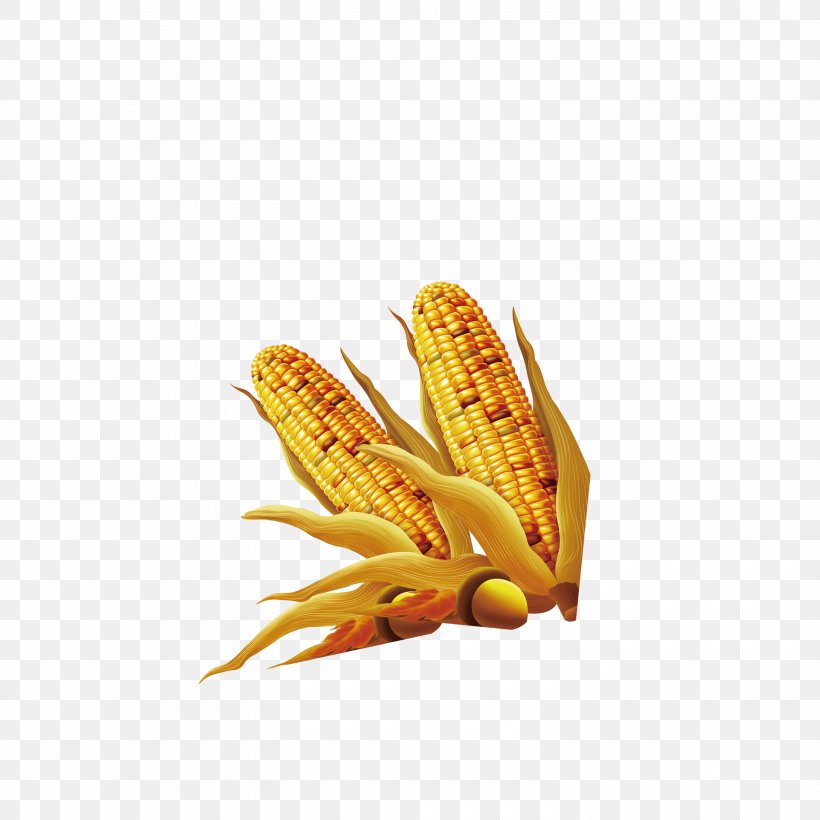 Maize, PNG, 3000x3000px, Maize, Commodity, Corn On The Cob, Food, Orange Download Free