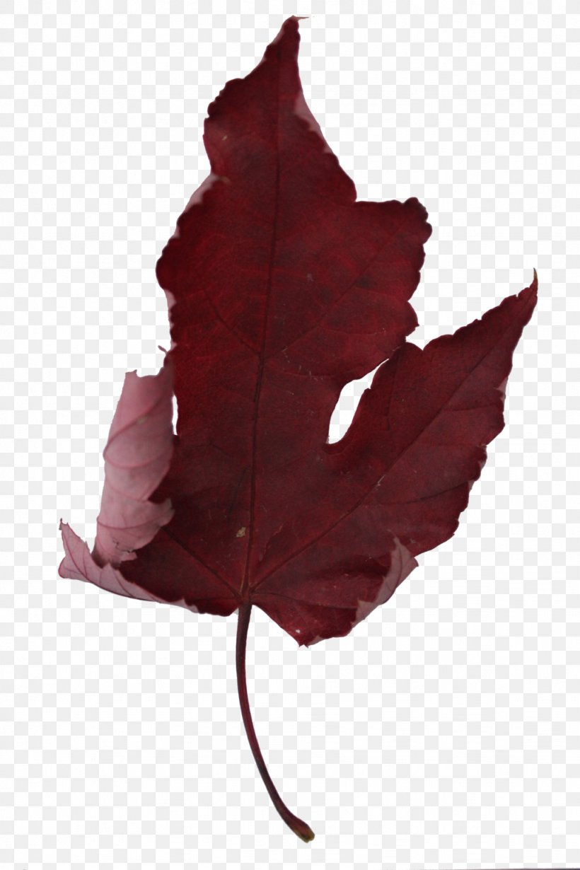 Maple Leaf, PNG, 1024x1536px, Maple Leaf, Leaf, Maple, Plant, Tree Download Free
