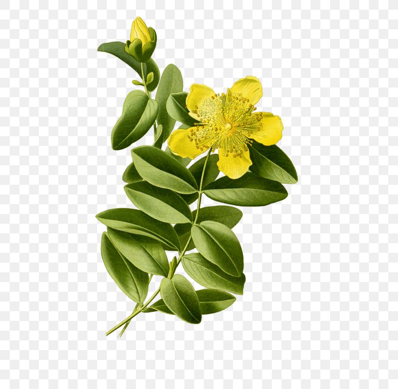 Aaron's Beard Perforate St John's-wort Botanical Illustration Hypericum Hirsutum Botany, PNG, 481x800px, Botanical Illustration, Alstroemeriaceae, Botany, Cut Flowers, Drawing Download Free