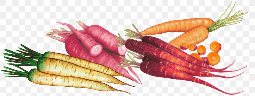 Carrot Natural Foods Vegetarian Cuisine Local Food, PNG, 1784x676px, Carrot, Apiaceae, Association Kokopelli, Blog, Daucus Download Free