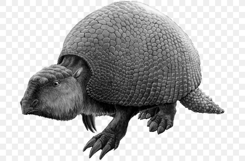 Glyptodon Turtle Exoskeleton Vertebrate Reptile, PNG, 691x538px, Glyptodon, Armadillo, Armour, Arthropod, Black And White Download Free