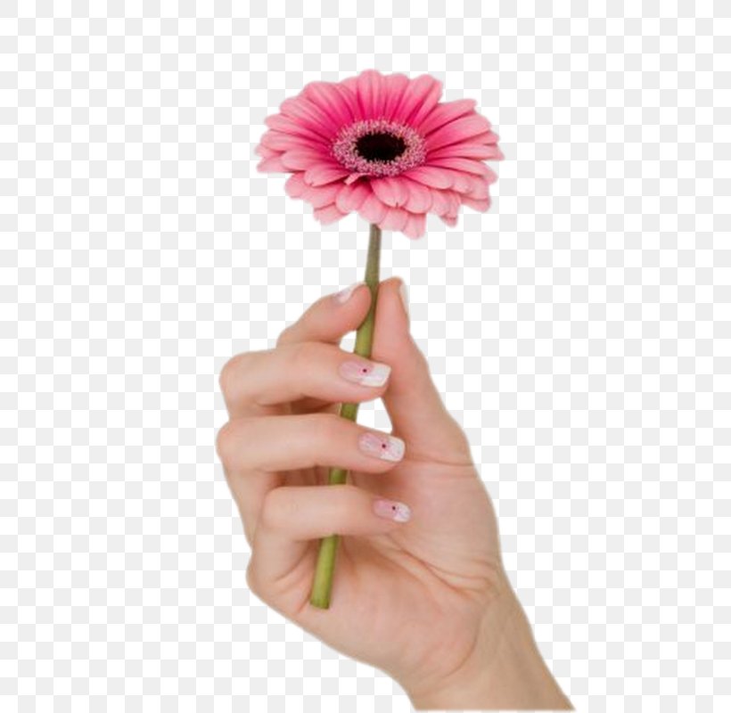Nail Manicure Hand Thumb, PNG, 532x800px, Nail, Cut Flowers, Daisy Family, Email, Facebook Download Free