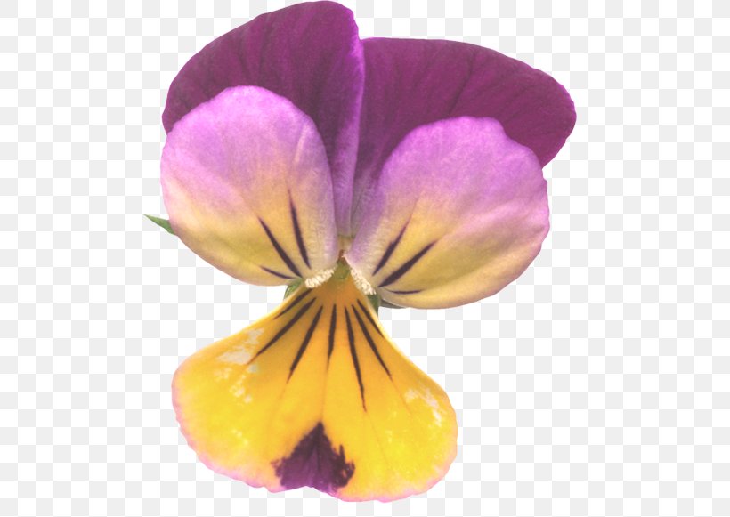 Pansy Taken Over Violet Petal Close-up, PNG, 500x581px, Pansy, Closeup, Flower, Flowering Plant, Magenta Download Free