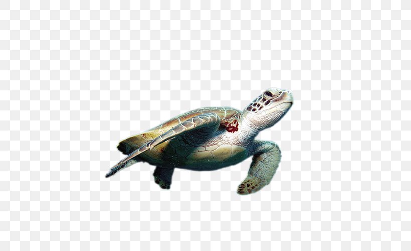 Sea Turtle Reptile World Turtle Day, PNG, 500x500px, 3d Computer Graphics, Turtle, Chelydridae, Emydidae, Fauna Download Free