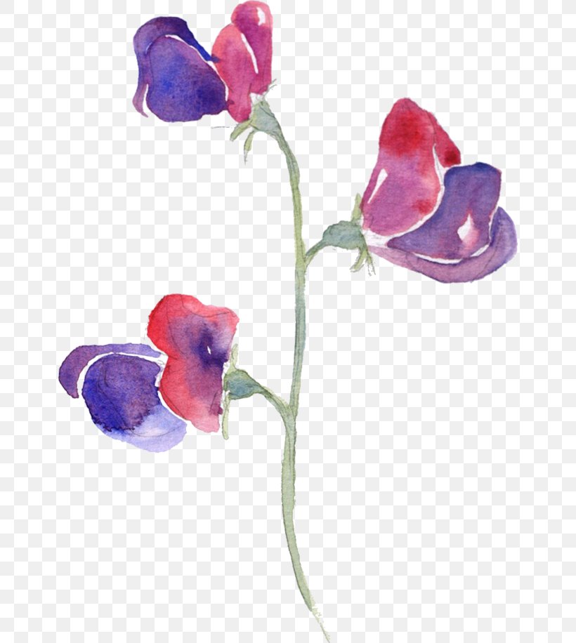Sweet Pea Watercolor Painting Flowers In Watercolor, PNG, 654x916px, Sweet Pea, Art, Color, Cut Flowers, Drawing Download Free