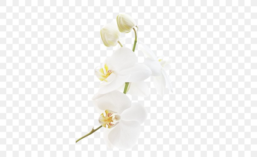 Moth Orchids Flower Clip Art, PNG, 336x500px, Orchids, Blossom, Branch, Cut Flowers, Floral Design Download Free