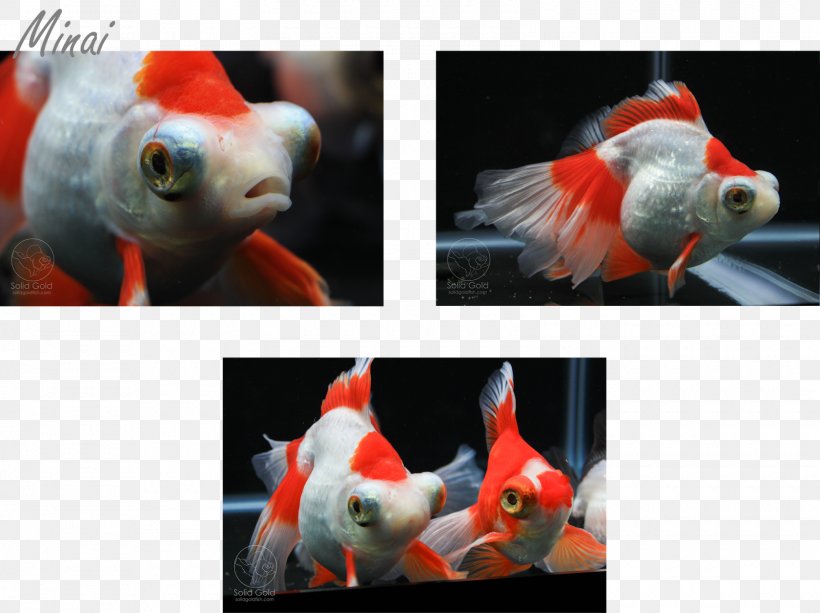 Oranda Pet Fish Solid Gold Aquatics, PNG, 1600x1198px, Oranda, Bony Fish, Butterfly, Fish, Goldfish Download Free
