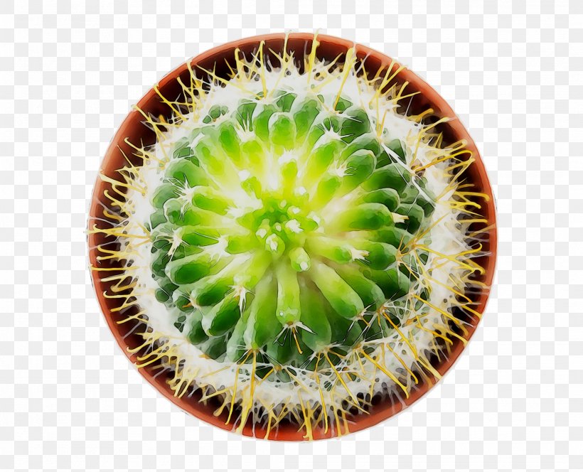 Thorns, Spines, And Prickles, PNG, 2126x1723px, Thorns Spines And Prickles, Botany, Cactus, Closeup, Dishware Download Free