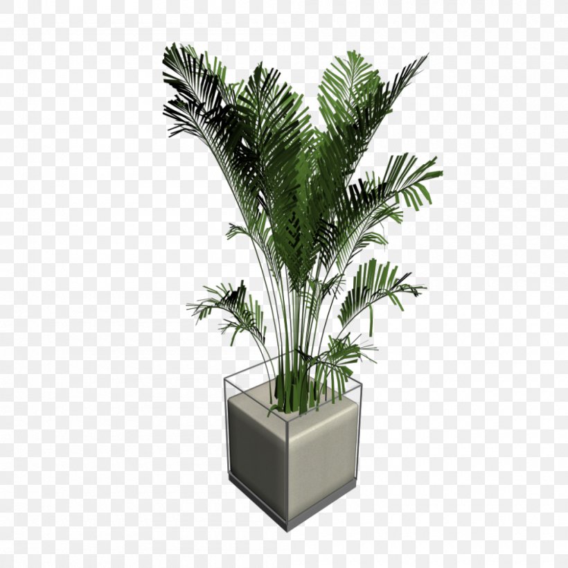 Arecaceae Houseplant Tree, PNG, 1000x1000px, Arecaceae, Arecales, Bamboo, Evergreen, Flowerpot Download Free