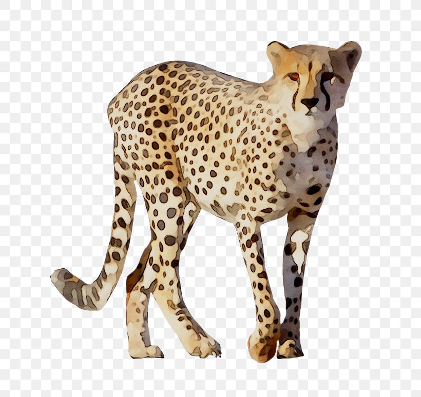 Cheetah Leopard Lion Animal Drawing, PNG, 768x774px, Cheetah, African Leopard, Animal, Animal Figure, Animation Download Free