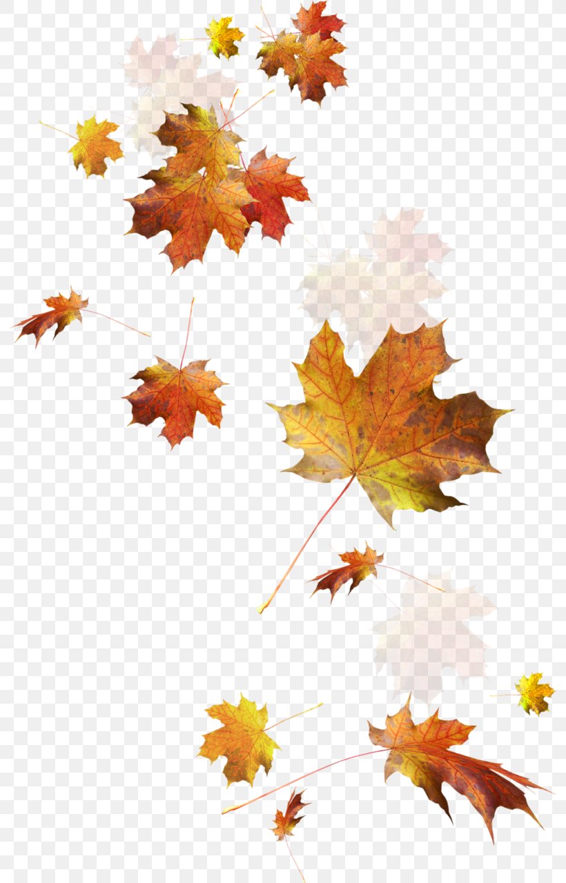 Autumn Leaf Color, PNG, 794x1280px, Autumn, Autumn Leaf Color, Branch, Color, Deciduous Download Free