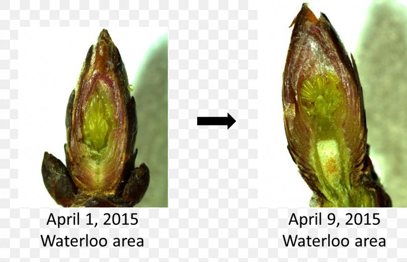 Bud Sap Maple Syrup Dissection, PNG, 1125x725px, Bud, Commodity, Dissection, Dormancy, Flower Download Free
