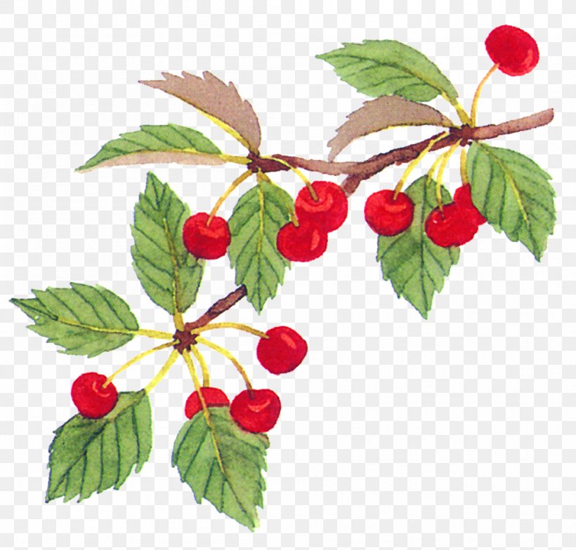 Cherry Fruit Food, PNG, 999x956px, Cherry, Auglis, Berry, Bramble, Branch Download Free