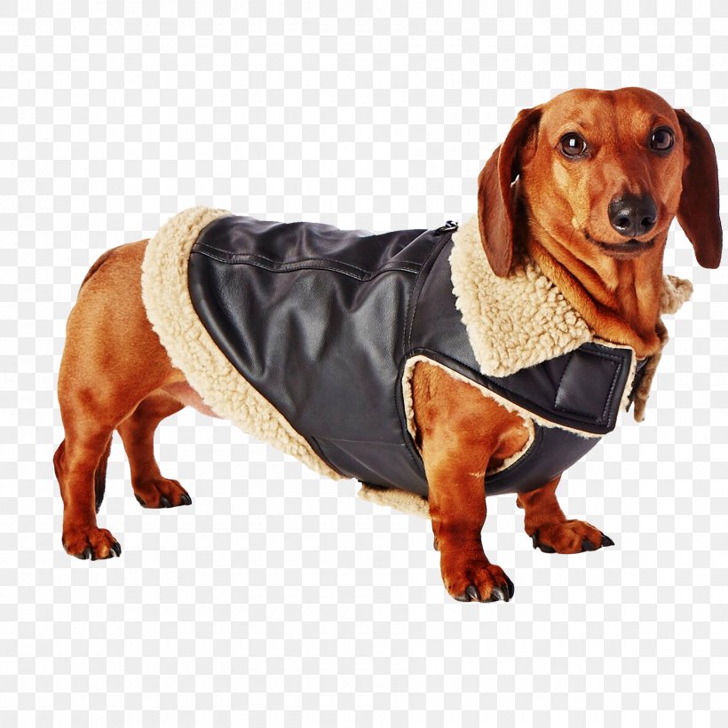 Dog Breed Dachshund Puppy Longdog Companion Dog, PNG, 1800x1800px, Dog Breed, Carnivoran, Clothing, Coat, Companion Dog Download Free