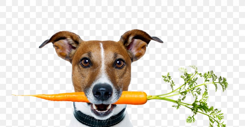Dog Food Raw Foodism Dog Health, PNG, 839x434px, Dog, Companion Dog, Dog Biscuit, Dog Breed, Dog Collar Download Free