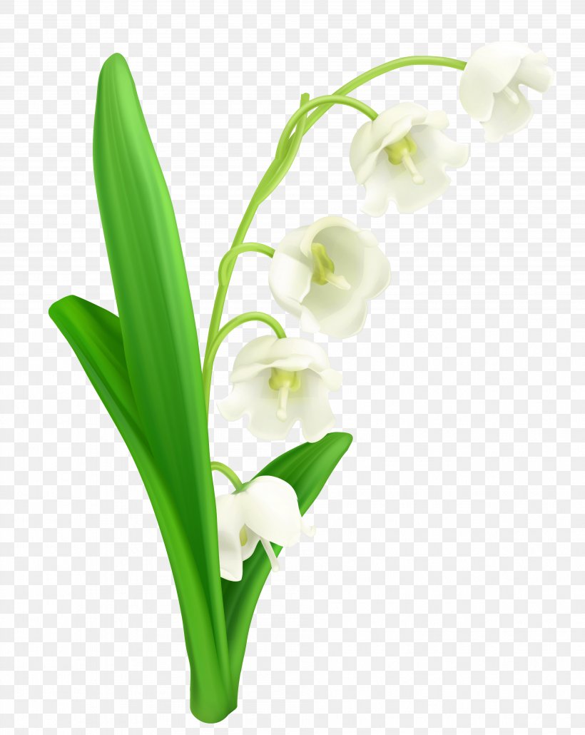 Lily Of The Valley Stock Photography Clip Art, PNG, 3817x4798px, Lily Of The Valley, Botanical Illustration, Cut Flowers, Drawing, Floral Design Download Free