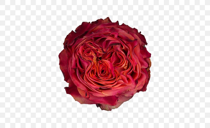 Garden Roses Cabbage Rose Floribunda Cut Flowers, PNG, 500x500px, Garden Roses, Artificial Flower, Brigitte Bardot, Cabbage Rose, Cut Flowers Download Free