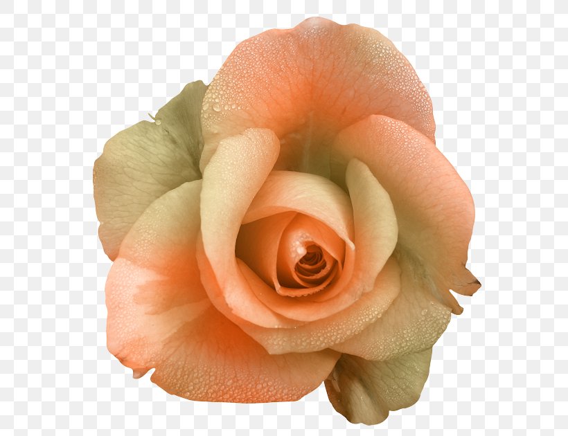 Garden Roses Flower Floribunda Clip Art, PNG, 600x630px, Garden Roses, Blume, Chomikujpl, Close Up, Cut Flowers Download Free