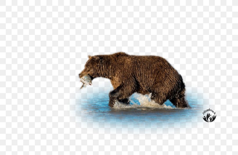 Grizzly Bear Brown Bear Terrestrial Animal Wildlife, PNG, 800x533px, Grizzly Bear, Animal, Bear, Brown Bear, Carnivoran Download Free