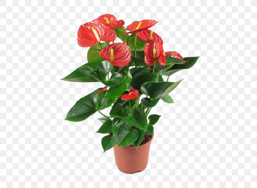 Painter's-palette Houseplant Plants Garden Souq Red, PNG, 600x600px, Painterspalette, Artificial Flower, Bell Peppers And Chili Peppers, Bird Of Paradise Flower, Chili Pepper Download Free