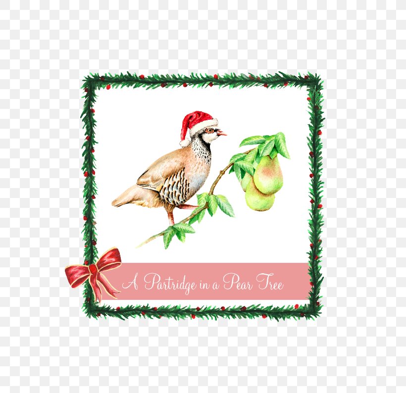 The Twelve Days Of Christmas Partridge Lyrics Pear, PNG, 559x794px, Twelve Days Of Christmas, Advertising, Beak, Bird, Christmas Download Free