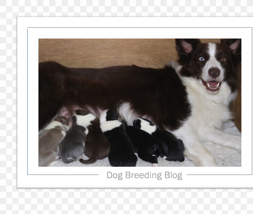 Border Collie Karelian Bear Dog Puppy Rough Collie Dog Breed, PNG, 3899x3294px, 2019, Border Collie, Bear, Breed, Breed Group Dog Download Free