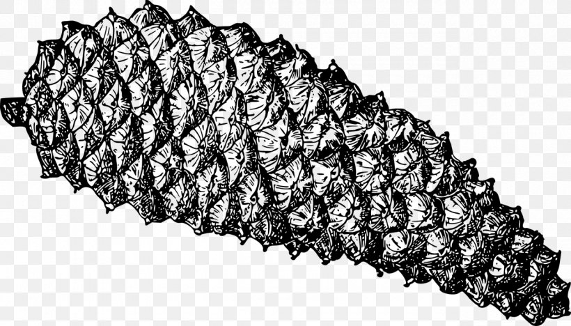 Conifer Cone Clip Art Conifers Coulter Pine, PNG, 1280x731px, Conifer Cone, Conifers, Coulter Pine, Fir, Jack Pine Download Free