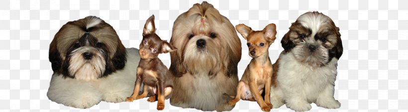Dog Breed Shih Tzu Russkiy Toy Puppy, PNG, 980x270px, Dog Breed, Animal, Animal Figure, Breed, Carnivoran Download Free