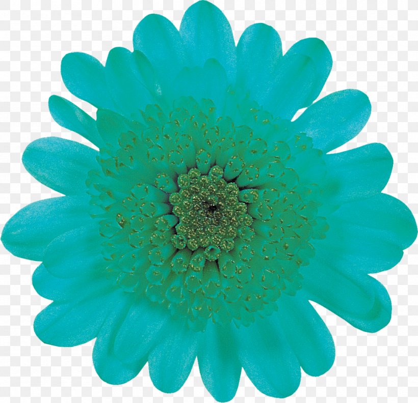 Applied Nanodetectors Ltd Mercado Primos Proposal Turquoise Cobalt Blue, PNG, 1089x1053px, Proposal, Aqua, Blue, Chrysanthemum, Chrysanths Download Free