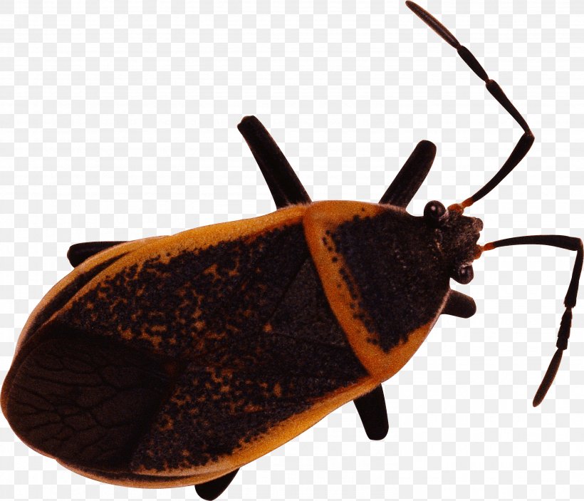 Bed Bug Insect Chinese Translation English, PNG, 2981x2558px, Bed Bug, Arthropod, Beetle, Chinese, Cockroach Download Free