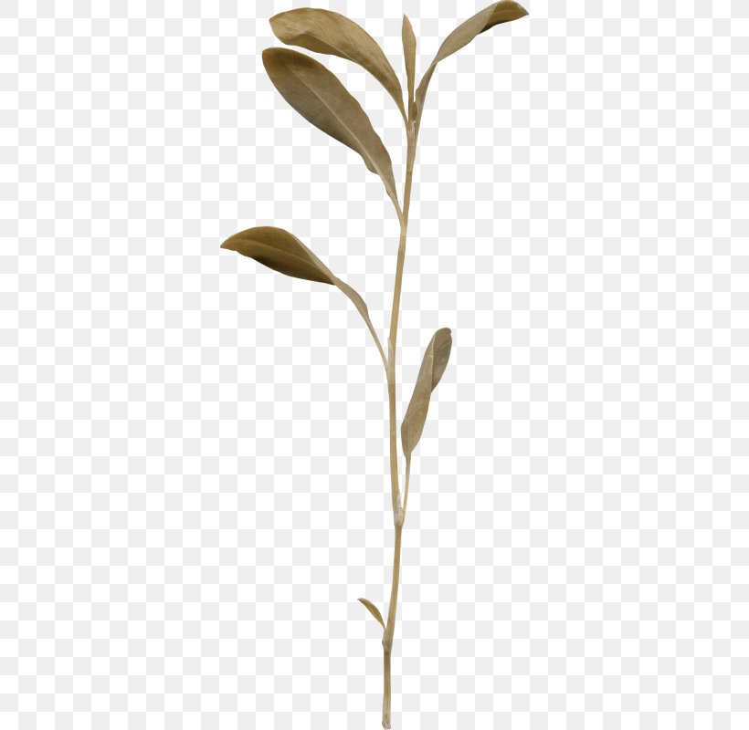 Twig Plant Stem Leaf Plants, PNG, 338x800px, Twig, Botany, Branch, Eucalyptus, Flower Download Free
