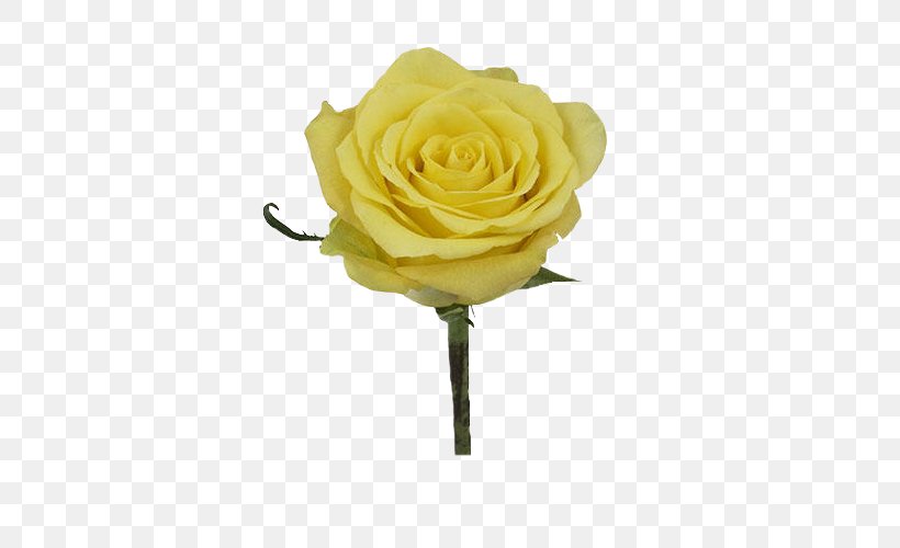 Garden Roses Flower Bouquet Yellow Petal, PNG, 500x500px, Garden Roses, Cut Flowers, Flower, Flower Bouquet, Flowering Plant Download Free