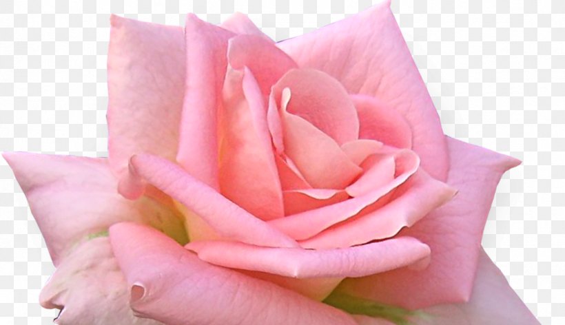Garden Roses Flower Cabbage Rose Clip Art, PNG, 1093x630px, Garden Roses, Cabbage Rose, Close Up, Cut Flowers, Flower Download Free