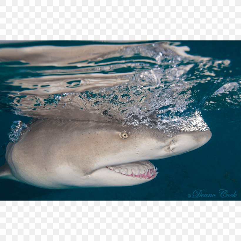 Great White Shark Tiger Shark Lamniformes Water Requiem Sharks, PNG, 2000x2000px, Great White Shark, Biology, Cartilaginous Fish, Closeup, Dolphin Download Free