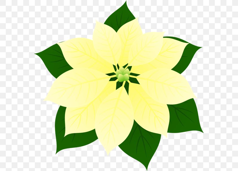 Floral Design Flowering Plant, PNG, 586x590px, Floral Design, Flora, Flower, Flowering Plant, Green Download Free